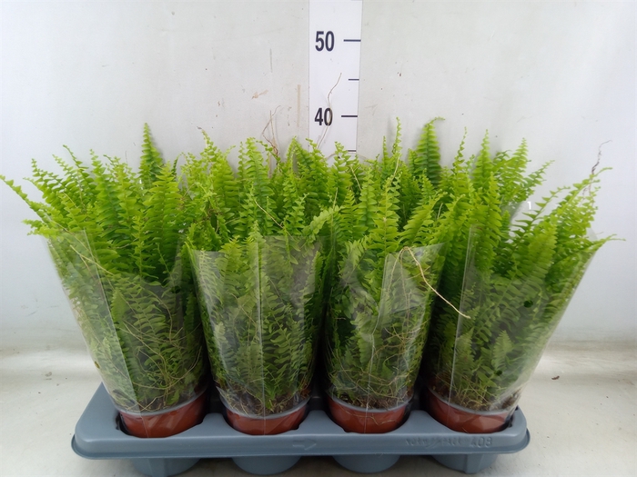 <h4>Nephrolepis exal. 'Green Lady'</h4>