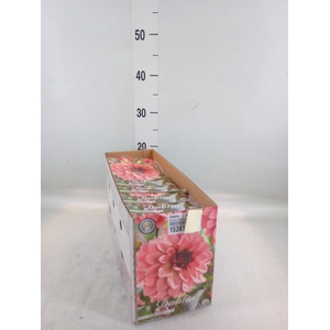 Dahlia   ...flowerbulbs