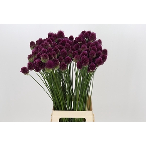 Allium Sphaerocephalon