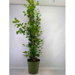 Ficus microcarpa 'Moclame'