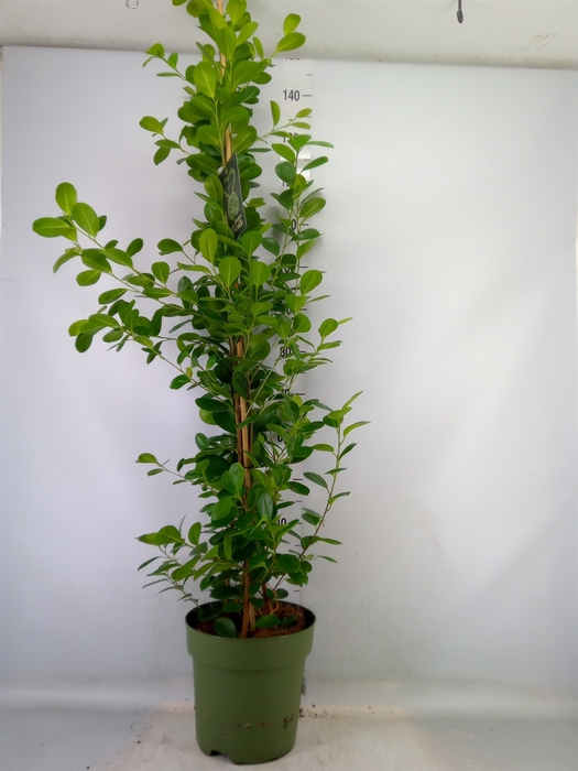 <h4>Ficus microcarpa 'Moclame'</h4>
