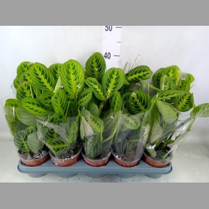 Maranta leuc. 'Lemon'