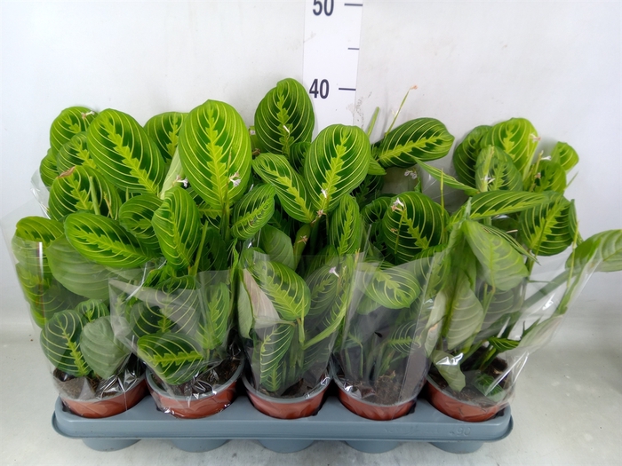 <h4>Maranta leuc. 'Lemon'</h4>