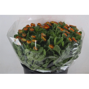 Calendula Orange Extra P Stem