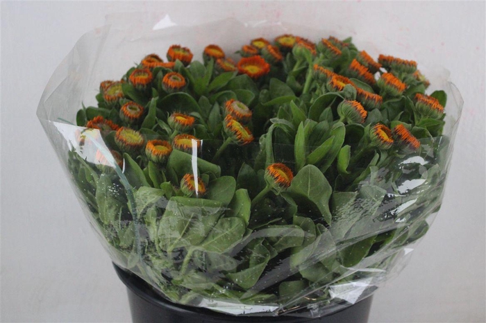 <h4>Calendula Orange Extra P Stem</h4>