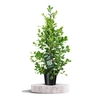 Ficus Moclame