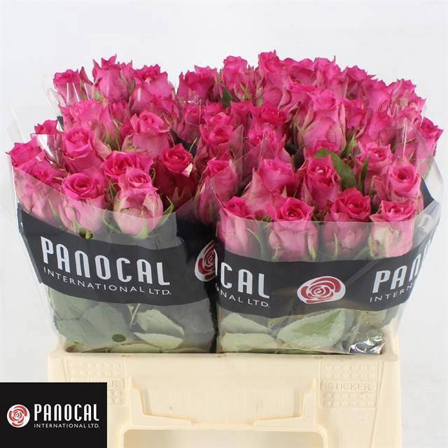 <h4>R GR PINK SUDOKU</h4>