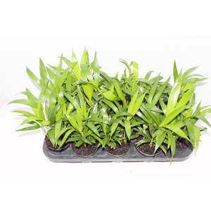 ARECA BAMBU P11