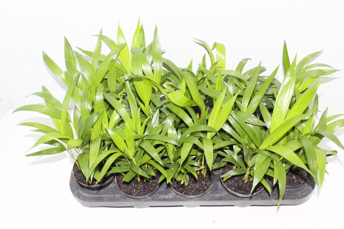 ARECA BAMBU P11