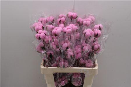 <h4>Katoen Cerise</h4>