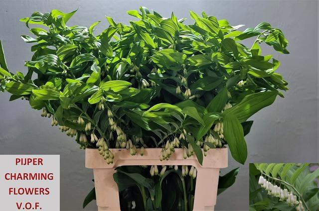 <h4>POLYGONATUM MULTIFLO</h4>