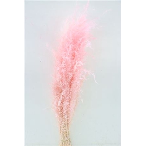 Dried Munni Grass L Pink Bunch