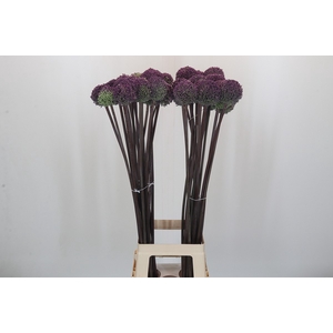 Allium Summer Drummer