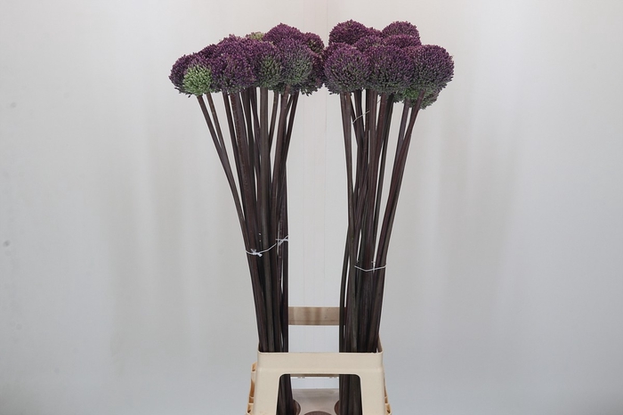 Allium Summer Drummer
