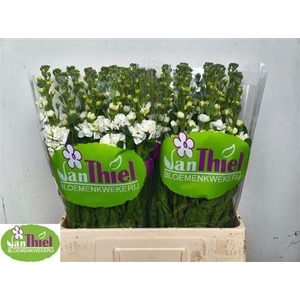 MATTHIOLA IRON WHITE 45CM