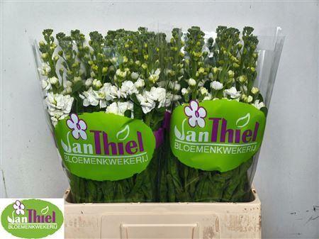 <h4>MATTHIOLA IRON WHITE 45CM</h4>