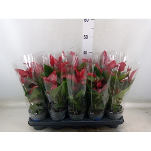 Anthurium  'Banderola Lava'