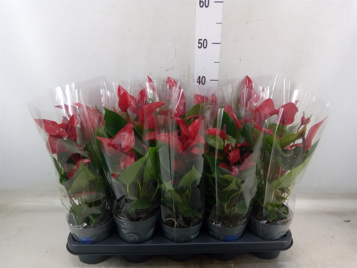<h4>Anthurium  'Banderola Lava'</h4>