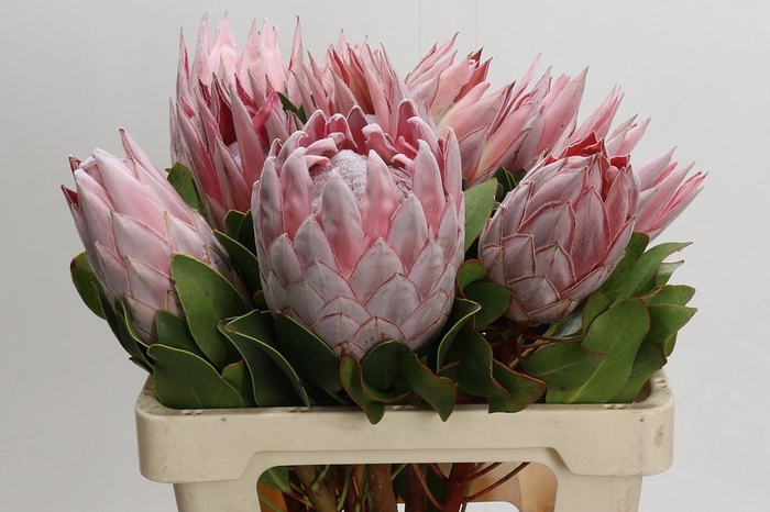 <h4>PROTEA CYNAROIDES</h4>
