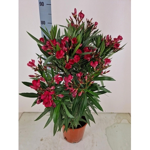 NERI OLEANDER