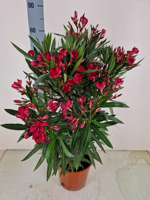 <h4>NERI OLEANDER</h4>