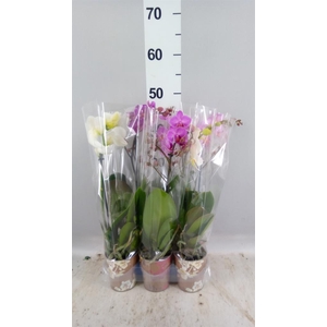 Phalaenopsis multi.   ...mix  5