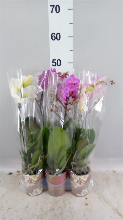 <h4>Phalaenopsis multi.   ...mix  5</h4>