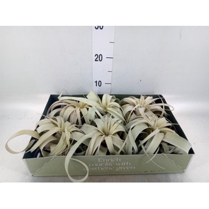 Tillandsia xerographica