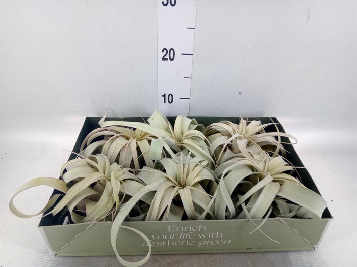 <h4>Tillandsia xerographica</h4>