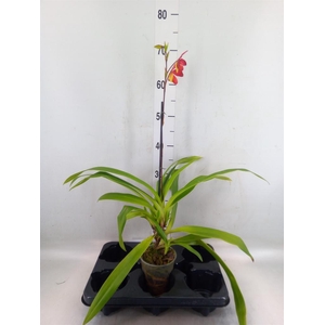 Orchideeen   ...