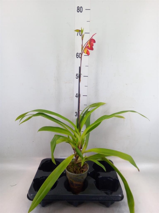 <h4>Orchideeen   ...</h4>