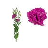 LISIANTHUS NIGHTINGALE 070 CM MIN 500 GRAMAS VINHO