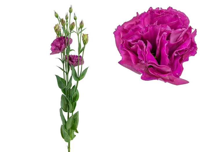 LISIANTHUS NIGHTINGALE 070 CM MIN 500 GRAMAS VINHO