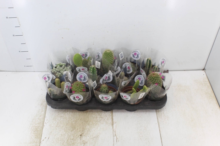 <h4>CACTUS VARIADO P11</h4>