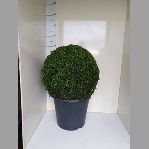 BUXU SEMPERVIRENS