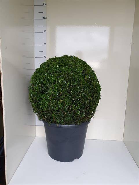 <h4>BUXU SEMPERVIRENS</h4>
