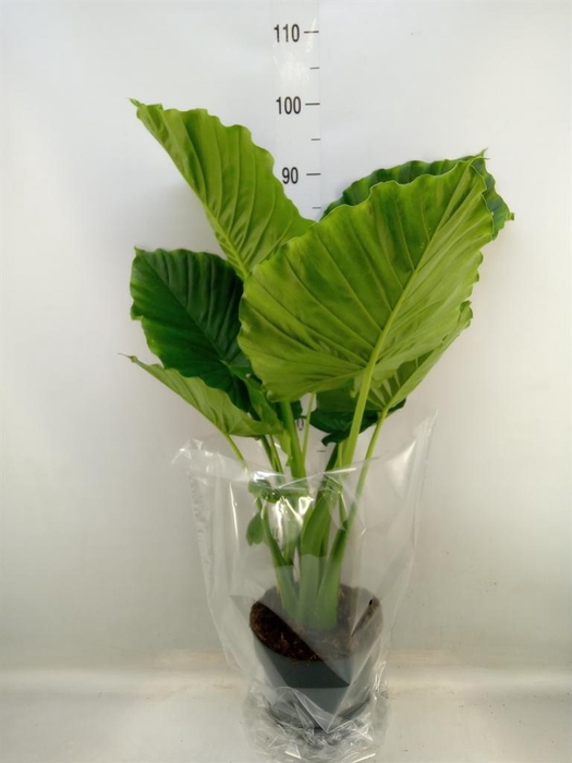 <h4>Alocasia gageana</h4>