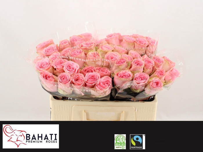 <h4>R GR SOPHIA LOREN</h4>