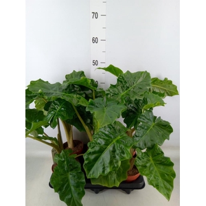 Alocasia  'Low Rider'