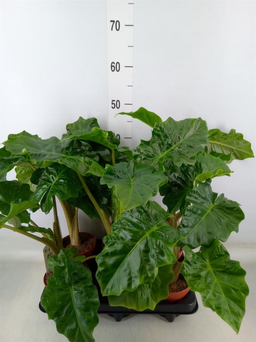 <h4>Alocasia  'Low Rider'</h4>