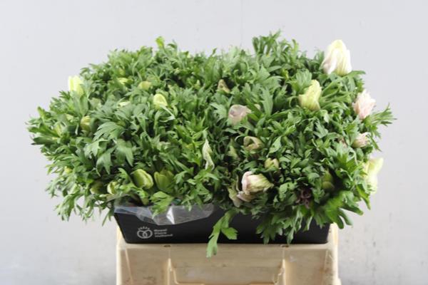 <h4>Anem Co Galil Wit</h4>