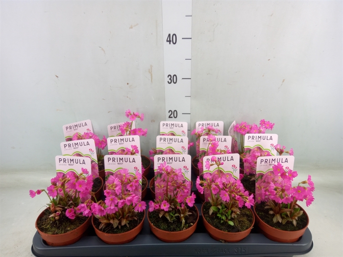 <h4>Primula rosea</h4>