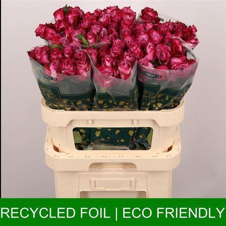 <h4>R Gr Deep Purple</h4>