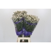 Limonium sinensis White Diamond
