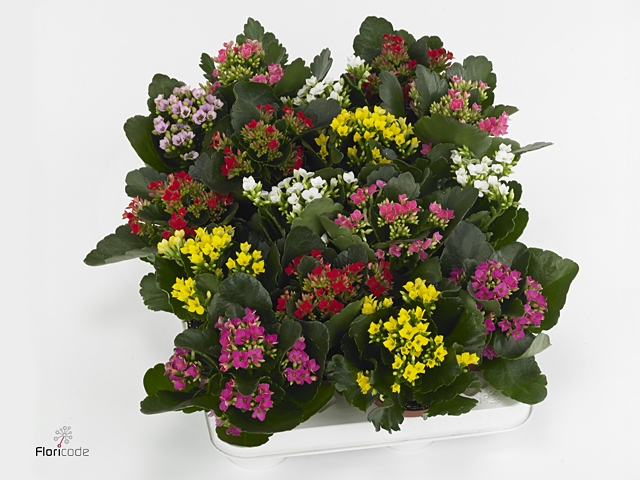 Kalanchoe blos.   ..EN mix