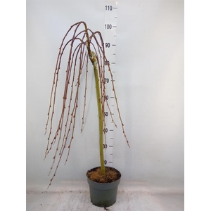 Salix caprea 'Kilmarnock'