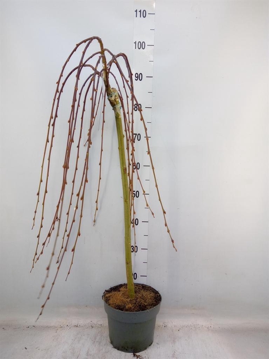 <h4>Salix caprea 'Kilmarnock'</h4>