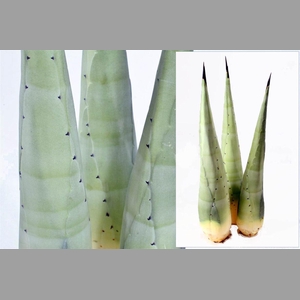 Agave Americana Heart