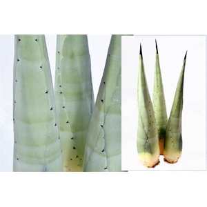 Agave Americana Heart