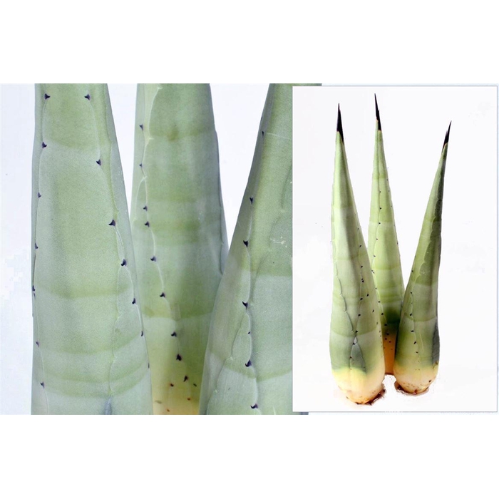 <h4>Agave Americana Heart</h4>